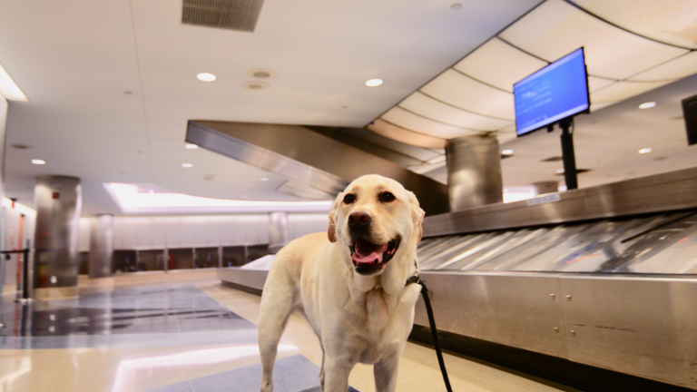 Relocating Your Pet from another country to India? Things to Know.